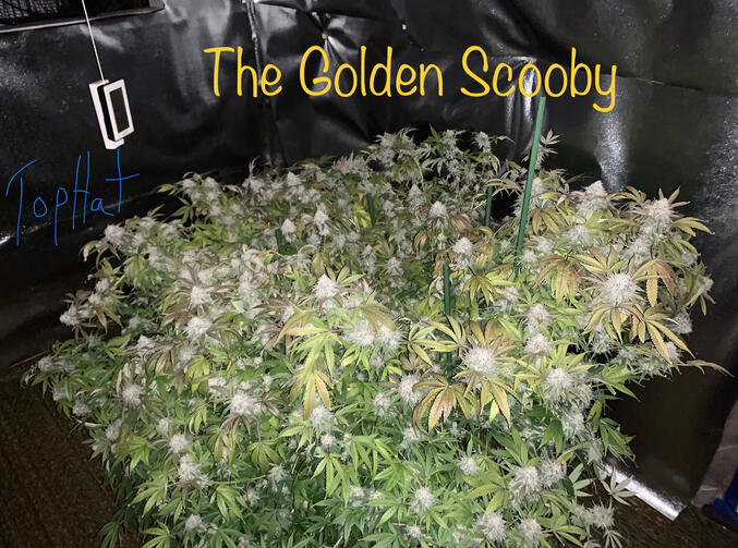 The Golden Scooby The Golden Scooby