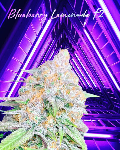 Blueberry lemonade, F2 Blueberry lemonade, F2