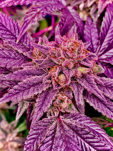 Purple Punch Purple Punch